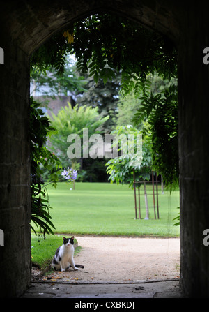 Eine Katze von einem Steinbogen in einen englischen Garten UK Stockfoto