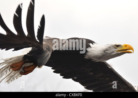 Closeup high-Speed Aufnahme des jungen Adler im Flug Stockfoto