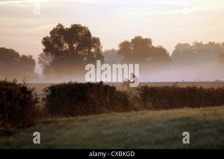 Iffezheim, Reiter und Pferd bei einem Ausritt am Morgen Stockfoto