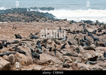 Kap-Seebären (Arctocephalus percivali), Cape Cross, Skeleton Coast, Kaokoland, Kunene-Region, Namibia, Afrika Stockfoto