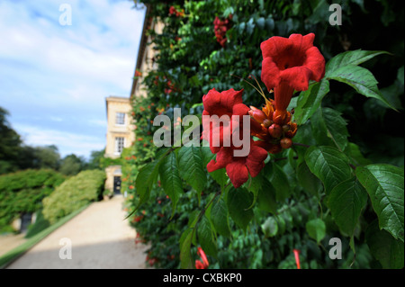 Die Restaurierung des Gartens Worcester College in Oxford - eine seltene Sorte von Campsis Radicans oder Trompete Rebe in der Front Quad. Stockfoto