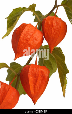 Physalis, Zweig die hellste Herbst Pflanze, isoliert Stockfoto