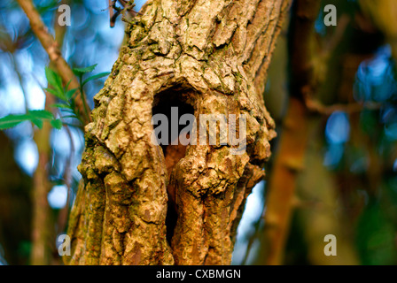 Prominente Loch in den Stamm eines Baumes durch niedrigen Abendsonne beleuchtet Stockfoto