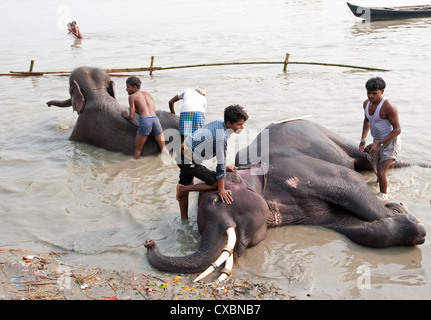 Junge Männer, Mahouts, waschen tusked Elefanten in den heiligen Fluss Ganges in der Vorbereitung für Sonepur Vieh Fair, Bihar, Indien, Asien Stockfoto