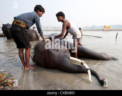 Junge Männer, Mahouts, waschen tusked Elefanten in den heiligen Fluss Ganges in der Vorbereitung für Sonepur Vieh Fair, Bihar, Indien, Asien Stockfoto