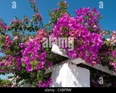 rosa Blüten der Bougainvillea, Santorini, Griechenland Stockfoto