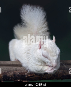 Albino-grau-Eichhörnchen (Sciurus Carolinensis), UK Stockfoto