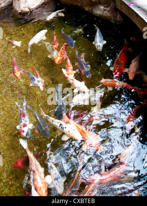Koi-Karpfen schwimmen im Teich Stockfoto