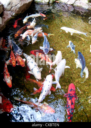 Koi-Karpfen schwimmen im Teich Stockfoto