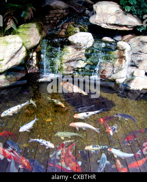 Koi-Karpfen schwimmen im Teich Stockfoto