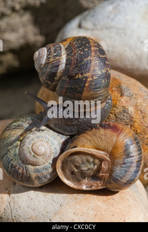 Garten Schnecken (Helix Aspersa). Stockfoto