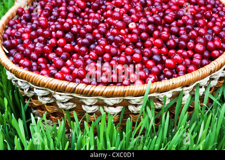 Frische Cranberries in den Korb auf einer Wiese Stockfoto