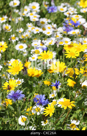 Englische Wildblumenwiese mit Corncockle, Kornblume, Mais Ringelblume und Ochsen-Auge Daisy Stockfoto