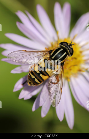 Hoverfly Helophilus pendelnden Stockfoto