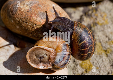 Garten Schnecken (Helix Aspersa). Ein Tier kletterten übereinander auf einem Stein. Stockfoto