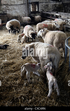 Schafe und Lämmer auf ein Dartmoor Bauernhof, Devon, England, Vereinigtes Königreich, Europa Stockfoto