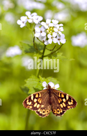 Closeup gesprenkelt Holz (Pararge Aegeria) auf Blume (Officinale Alliaria) von oben gesehen Stockfoto