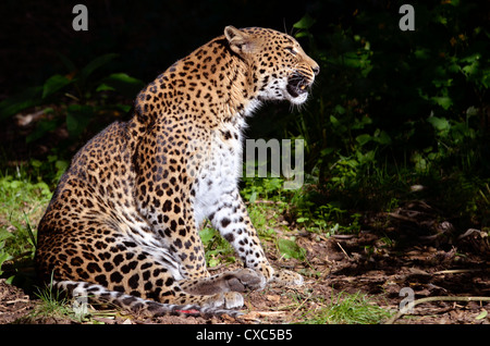 Leopard (Panthera Pardus)-Profil am Boden sitzen Stockfoto