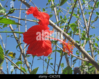 Rot gefärbten Hibiskusblüte unter vielen Vegetation inmitten eines Gartens. Diese Blume sieht toll aus, vor allem mit den Staubfäden Stockfoto