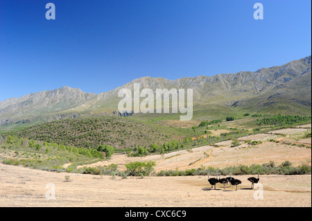 Strauße, Swartberg, Südafrika, Afrika Stockfoto