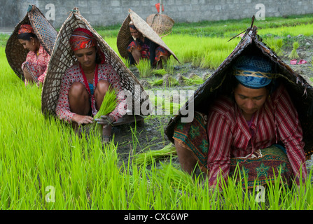Bäuerinnen bei Arbeiten in Reis Kindergarten, mit Regenschutz, Annapurna Gebiet, Pokhara, Nepal, Asien Stockfoto