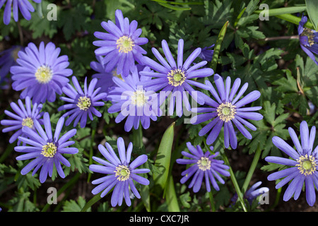 Griechische Windflower (Anemone Blanda) Stockfoto