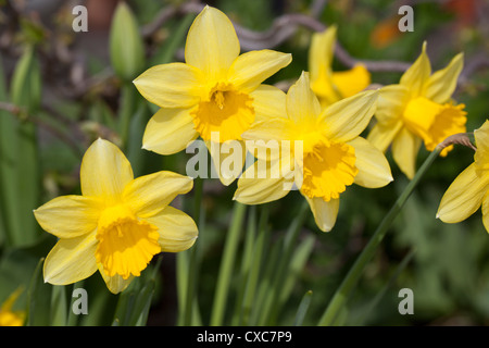 'Carlton' Wilden Narzisse, Påsklilja (Narcissus pseudonarcissus) Stockfoto