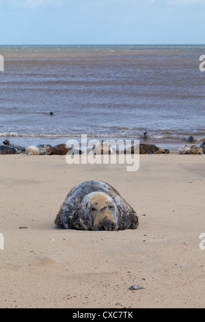 Atlantik oder graue Dichtungen (Grypus). Schlacht geschrammt Stier, blind im linken Auge, auf Sorrento Beach, Norfolk. Abschnitt der aktuellen Harem. Dezember. Winter. Stockfoto