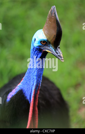 Gemeinsame oder südlichen Helmkasuar (Casuarius Casuarius) im Zoo von Melaka in Malaysia. Stockfoto