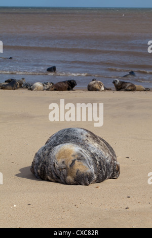 Atlantic oder graue Dichtungen (Grypus). Kampf vernarbt Bull, blind im linken Auge, Winterton Beach, Norfolk. Abschnitt der aktuellen Harem. Stockfoto