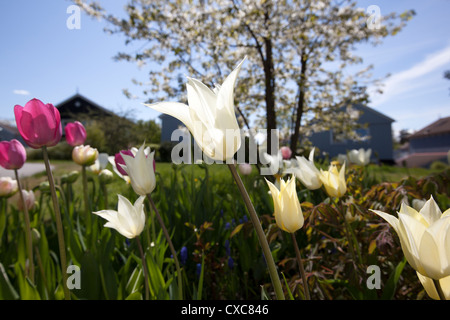 Apporo's 'Lily blühenden Tulpe, Liljetulpan (Tulipa gesneriana) Stockfoto