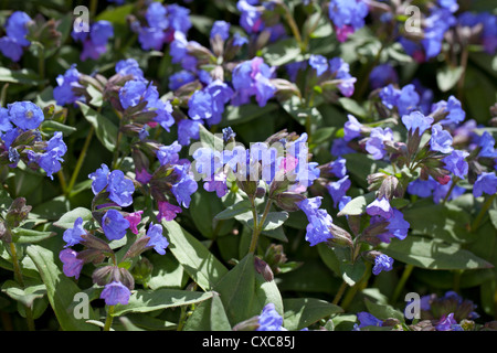 'Azurea' Berg, Smalbladig lungört Lungenkraut (Pulmonaria montana) Stockfoto