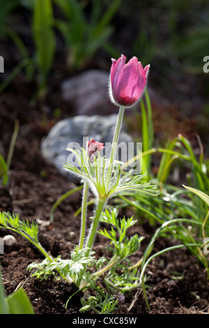 "Röde Klokke' Pasque flower, Backsippa, (Pulsatilla vulgaris) Stockfoto