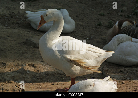 Genießen Sie die Sonne im Winter in Delhi Zoo Ente. Dies war kurz nach dem Eingang in den Zoo, mit einem Teich für die Enten. Stockfoto