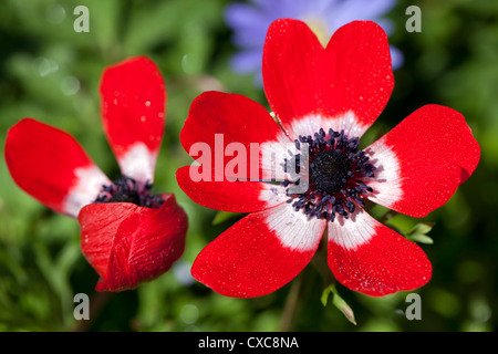 Anemone de Caen (Anemone Coronaria) Stockfoto