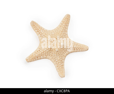 SeaStar isoliert auf weißem Hintergrund Stockfoto