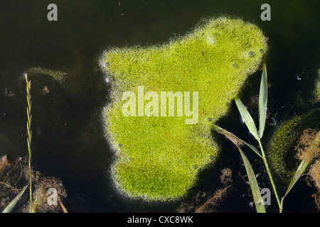 Decke das Unkraut (Vaucheris sp.). Eine Matte von schwimmenden Wasserpflanzen Algen auf der Oberfläche eines Teiches Feld Rand. Norfolk. Stockfoto