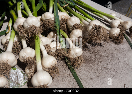 Frischer Knoblauch auf einem Bauernmarkt. Eine verlockende Anzeige der Produkte auf dem Bauernmarkt der Karpfen. Frischer Knoblauch. Stockfoto