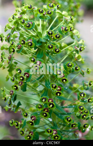 EUPHORBIA CHARACIAS BLACK PEARL Stockfoto