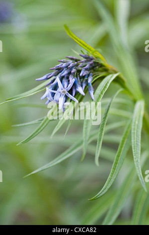 AMSONIA HUBRICHTII ERNST PAGELS WACHSEN IM GARTEN Stockfoto