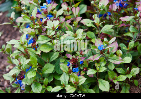 CERATOSTIGMA PLUMBAGINOIDES Stockfoto