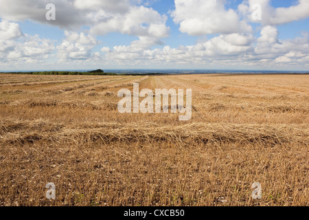 Muster und Textur der Zeilen von geschnittenen Stroh in einem Stoppelfeld bei bewölktem Himmel hoch auf die Yorkshire Wolds England. Stockfoto