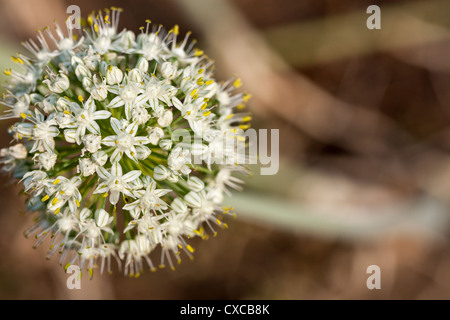 Zwiebel-Blume. Die kugelförmige Blume der gemeinsamen Garten Zwiebel. Stockfoto