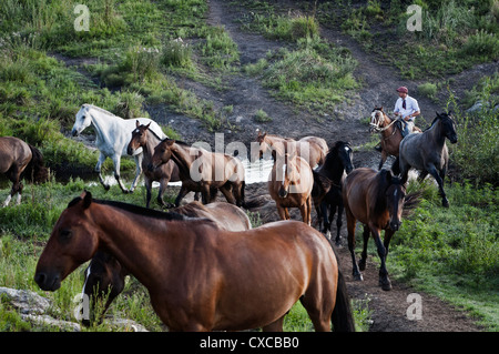 Gaucho mit Pferden auf der Estancia Los Potreros, Provinz Córdoba, Argentinien. Stockfoto