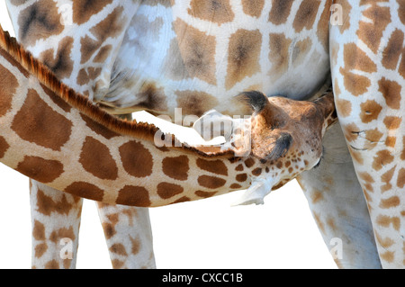 Nahaufnahme der junge Giraffe (Giraffa Plancius) Spanferkel isoliert auf weißem Hintergrund Stockfoto