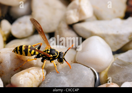 Polistes Dominula oder Polistes Dominulus auf Trinkwasser Stockfoto