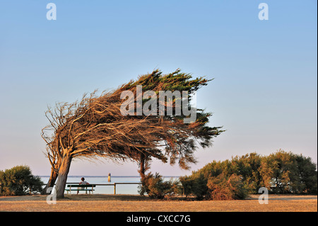 Windgepeitschten Bäume gebogen durch die Küstenwinde Atlantik Norden auf der Insel Ile d'Oléron, Charente-Maritime, Frankreich Stockfoto