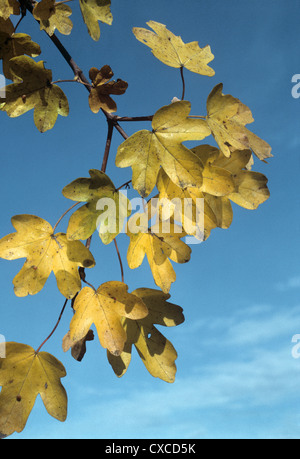 Feld Ahorn Acer Campestre Aceraceae Stockfoto