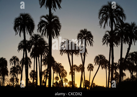 Parque Nacional El Palmar, Provinz Entre Rios, Argentinien. Stockfoto