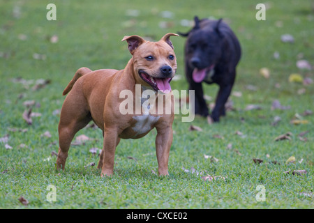 Zwei Staffordshire Bullterrier Stockfoto